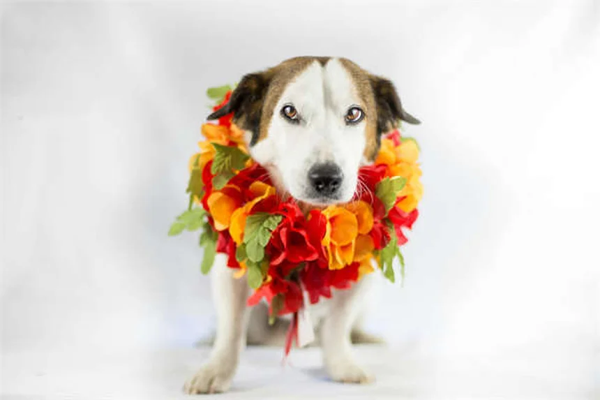 犬のむくみとは？原因と対処法を獣医師が解説