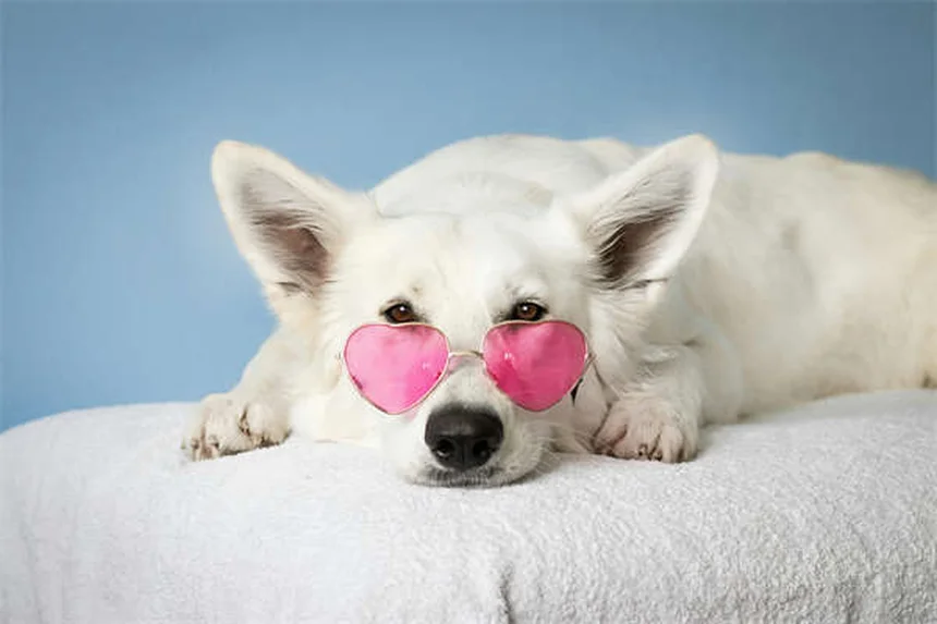 犬のアジリティトレーニング始め方｜初心者でもできる5つのステップ