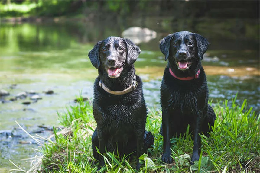 聴覚障害犬のトレーニング方法7選｜初心者でもできるコツを解説