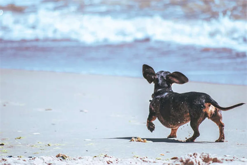 ラクテートリンガーとは？犬猫の脱水治療に効果的な電解質溶液の全て