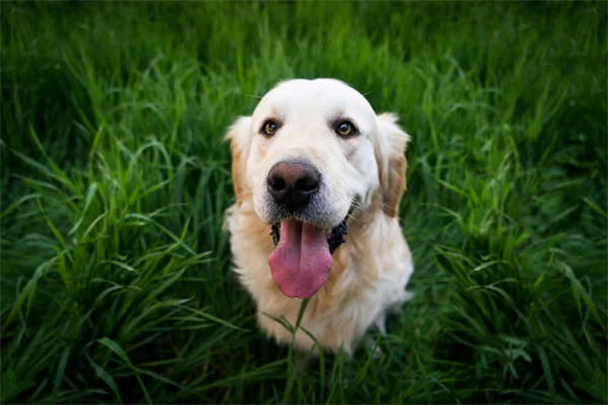 ラクテートリンガーとは？犬猫の脱水治療に効果的な電解質溶液の全て