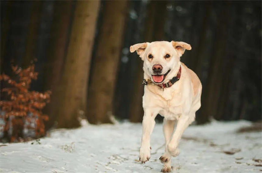 犬用ベッドの正しい洗い方｜週1回の洗濯で愛犬と家族を守る方法