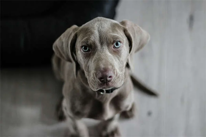 犬に吠えることを教える方法｜簡単3ステップでできるトレーニング術