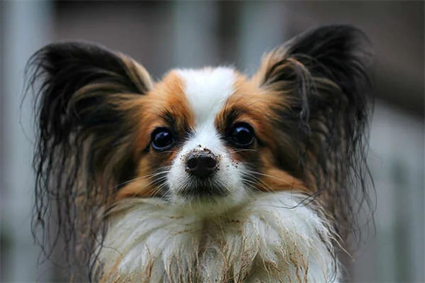 犬に吠えることを教える方法｜簡単3ステップでできるトレーニング術