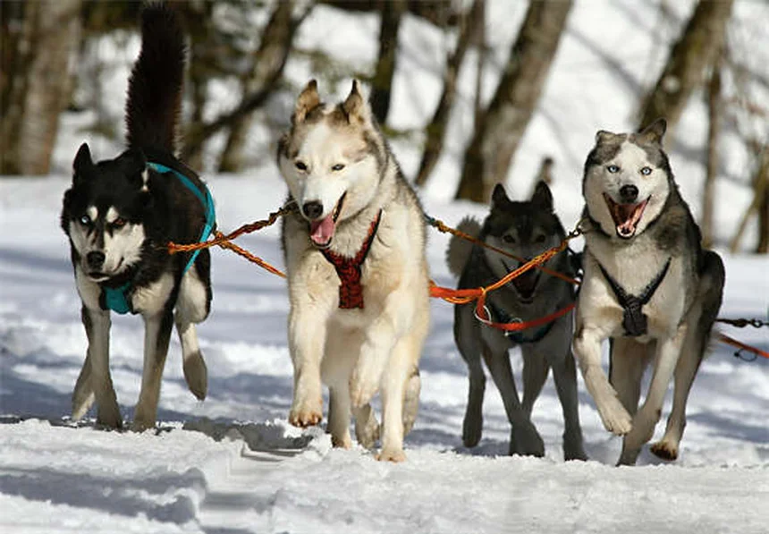 犬に吠えることを教える方法｜簡単3ステップでできるトレーニング術