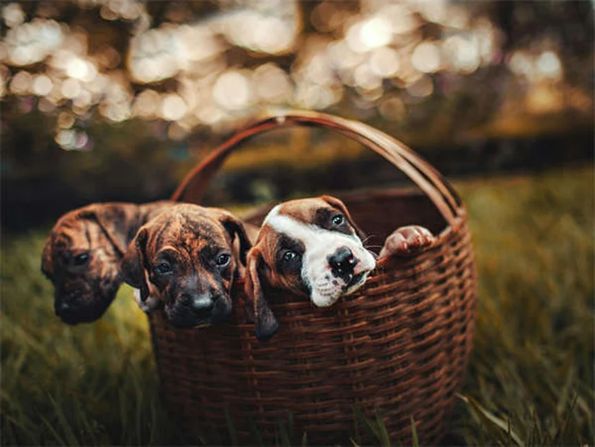 犬の汗の仕組みとは？肉球から出る汗の秘密と暑さ対策