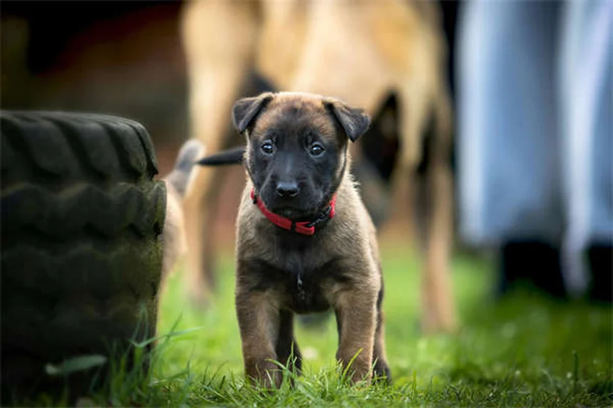 犬の汗の仕組みとは？肉球から出る汗の秘密と暑さ対策