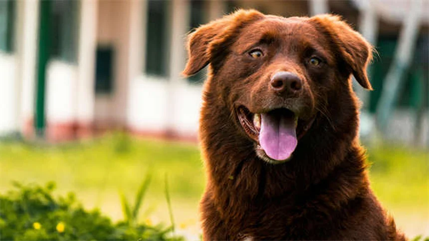 犬の汗の仕組みとは？肉球から出る汗の秘密と暑さ対策