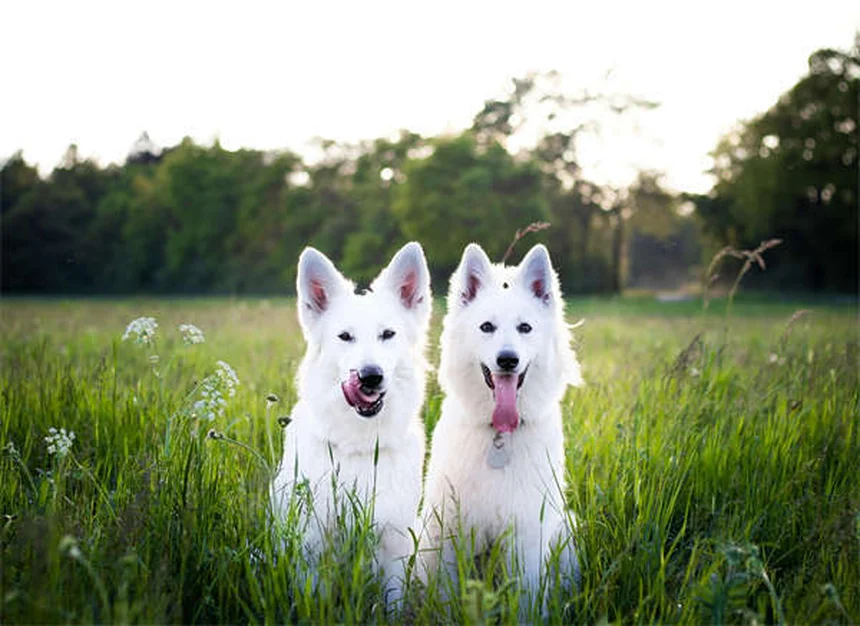 犬の汗の仕組みとは？肉球から出る汗の秘密と暑さ対策