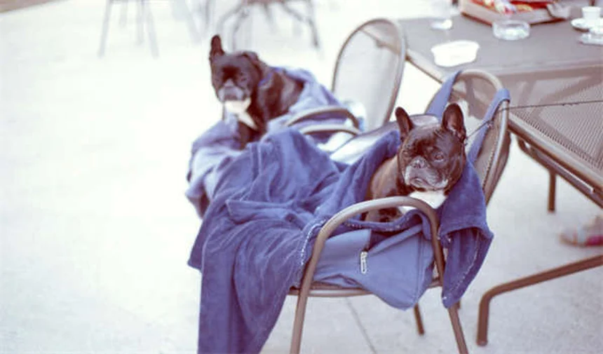 愛犬の臭い対策6選｜獣医師が教える根本解決法