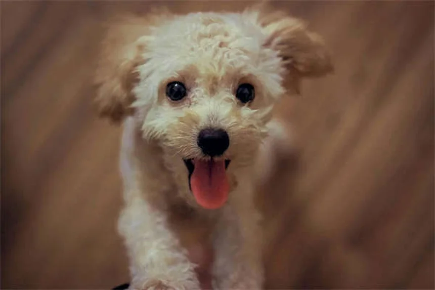 シニア犬におすすめのおもちゃ10選｜老犬も楽しく遊べる最適アイテム