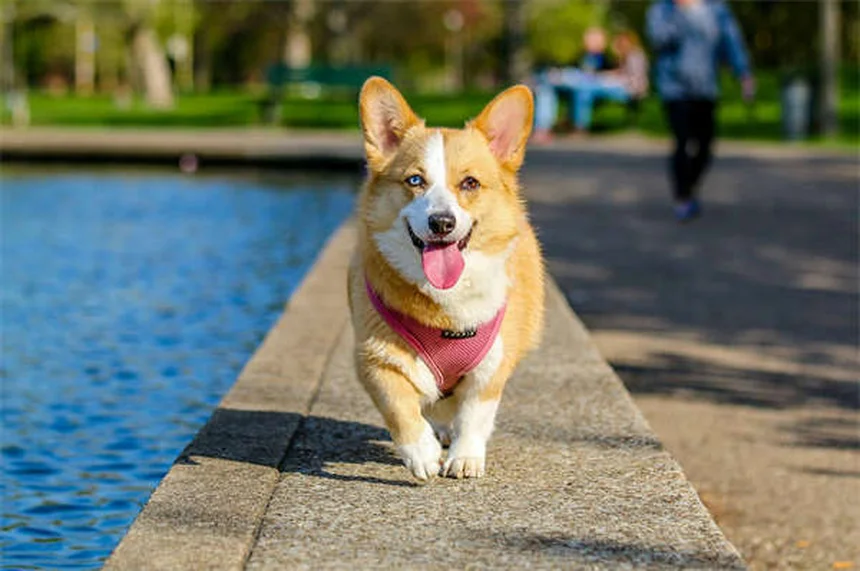 犬猫のフィラリア予防薬の選び方｜種類と効果を徹底比較