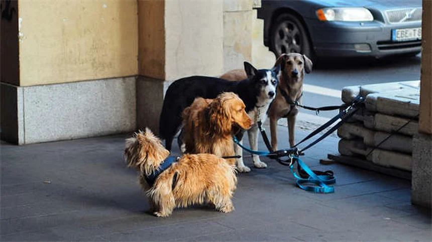 犬の肺がんとは？症状・治療法を獣医師が解説