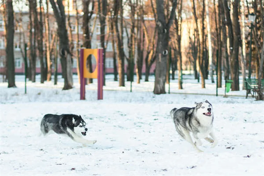犬の肺がんとは？症状・治療法を獣医師が解説