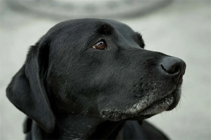 犬の肺がんとは？症状・治療法を獣医師が解説