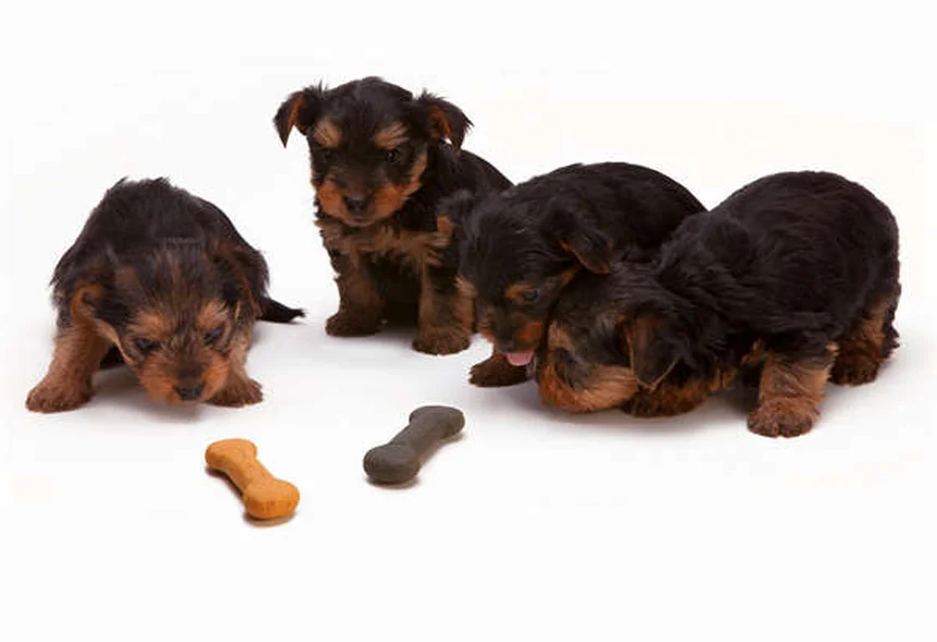 犬の繊維肉腫とは？症状・治療法を獣医が解説