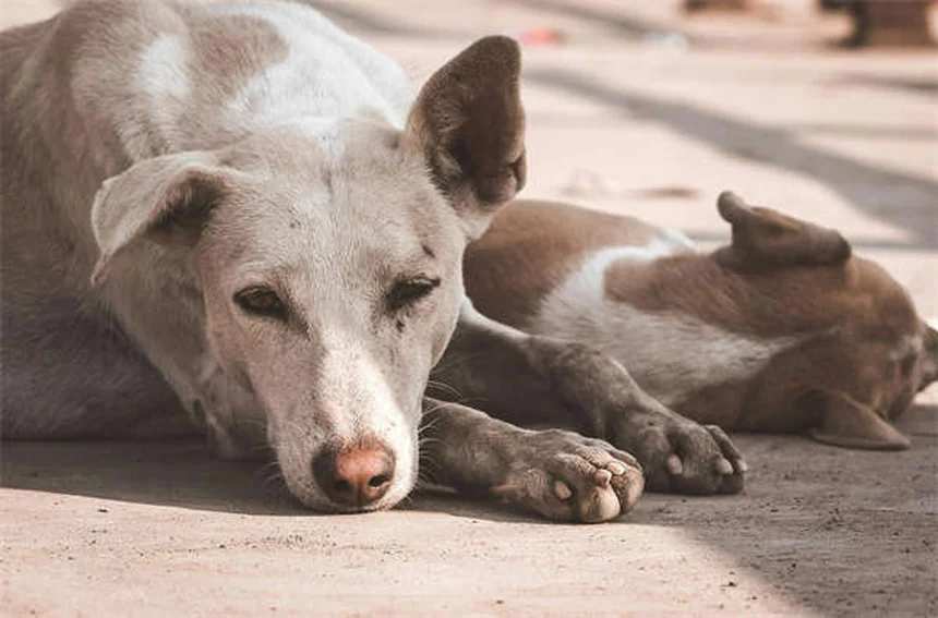 犬猫の慢性下痢に効くタイロシン(Tylan®)の効果と使い方