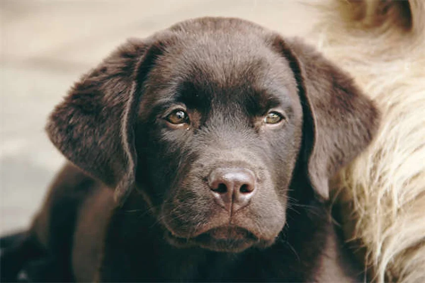 犬猫の慢性下痢に効くタイロシン(Tylan®)の効果と使い方