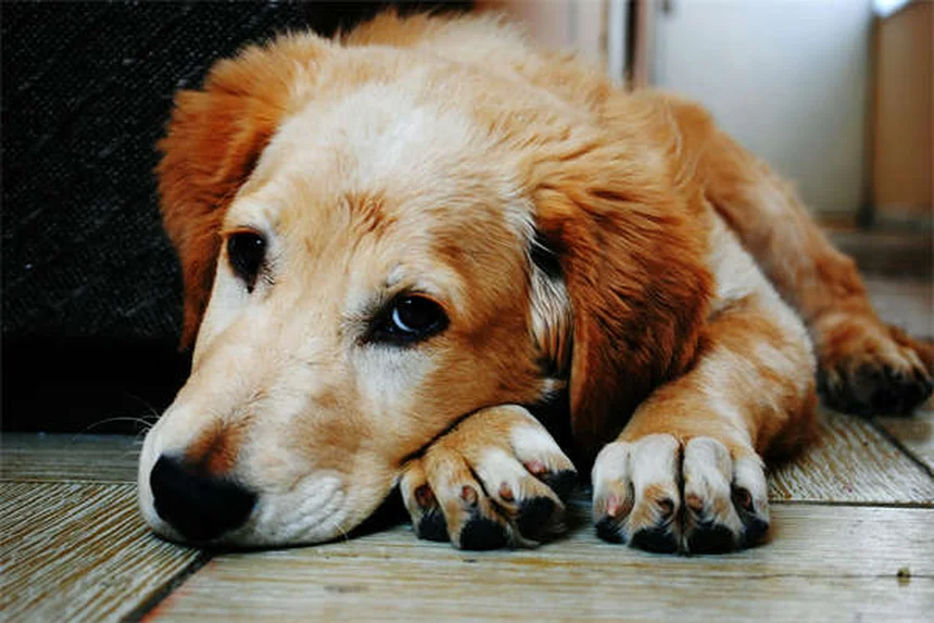 子犬から成犬用フードへの切り替え時期｜犬種別の適切なタイミングを解説