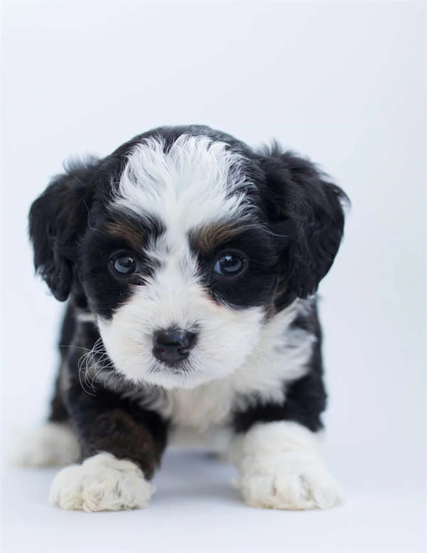 子犬の安全対策｜家の中を徹底チェックする7つのポイント