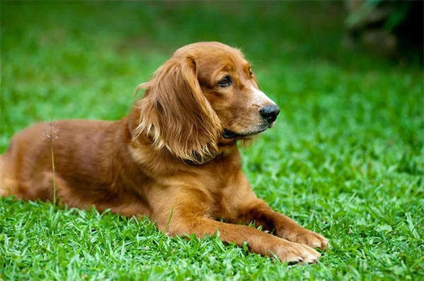 子犬の安全対策｜家の中を徹底チェックする7つのポイント