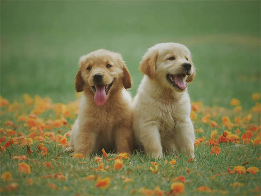 ペットのホリデー安全対策22選｜愛犬・愛猫を守る完全ガイド