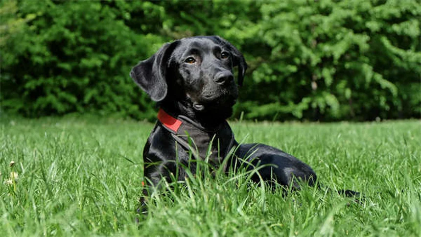 犬のアレルギー対策！ベッド選びの3つのポイント
