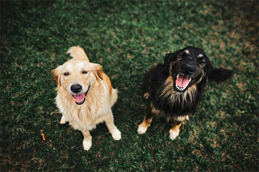 犬のスクラルファート：効果的な使い方と注意点【獣医師監修】